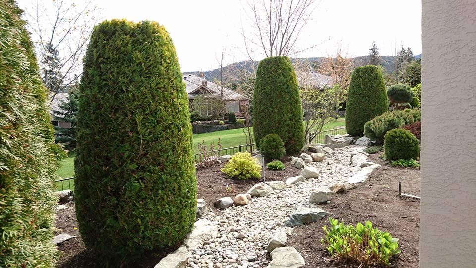 shrub