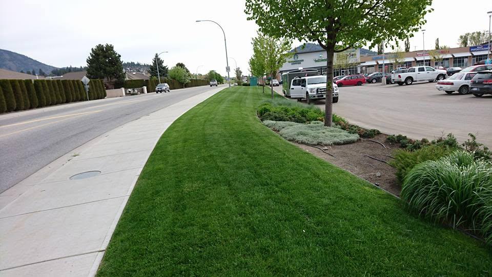 grass