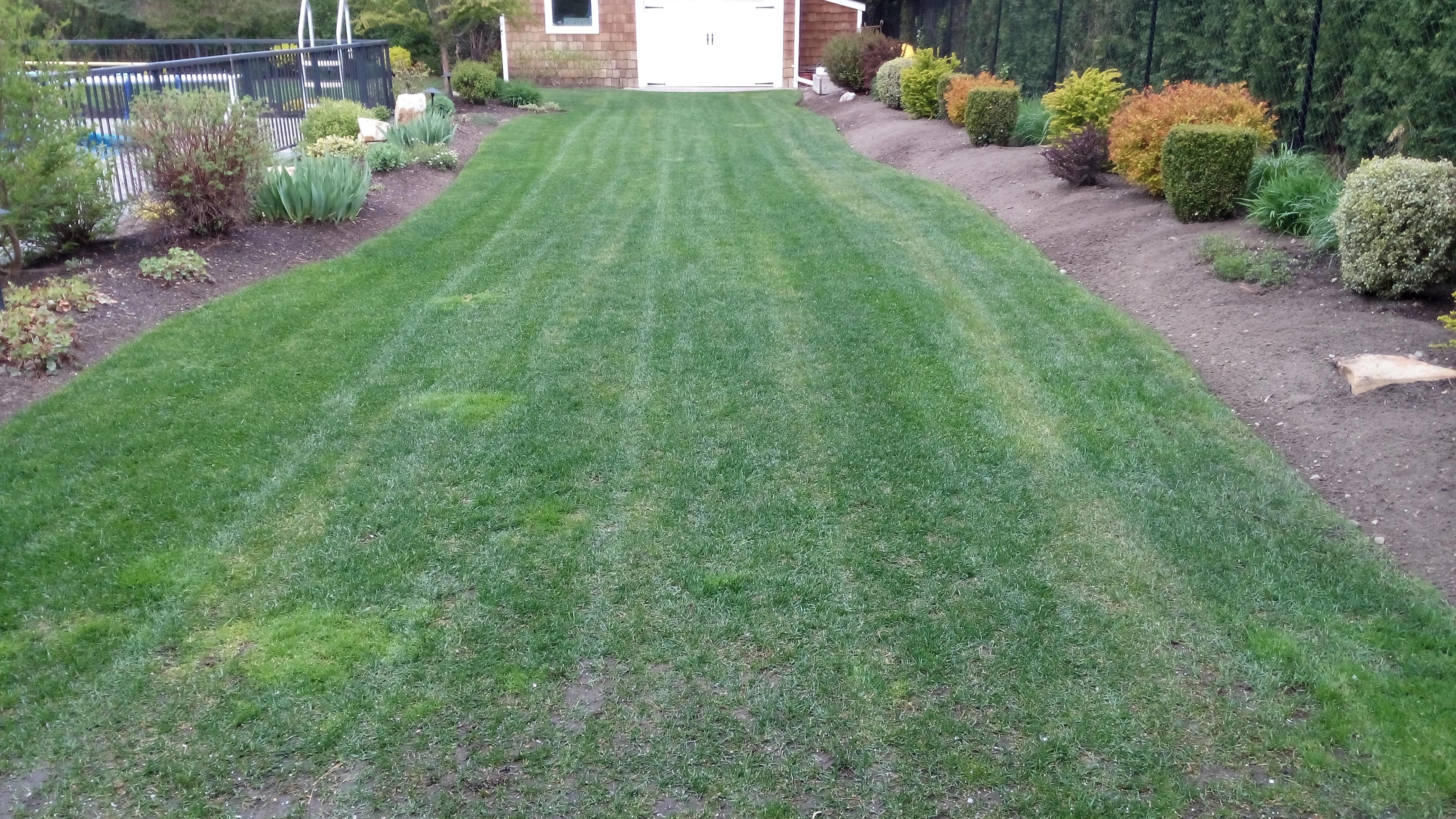 grass