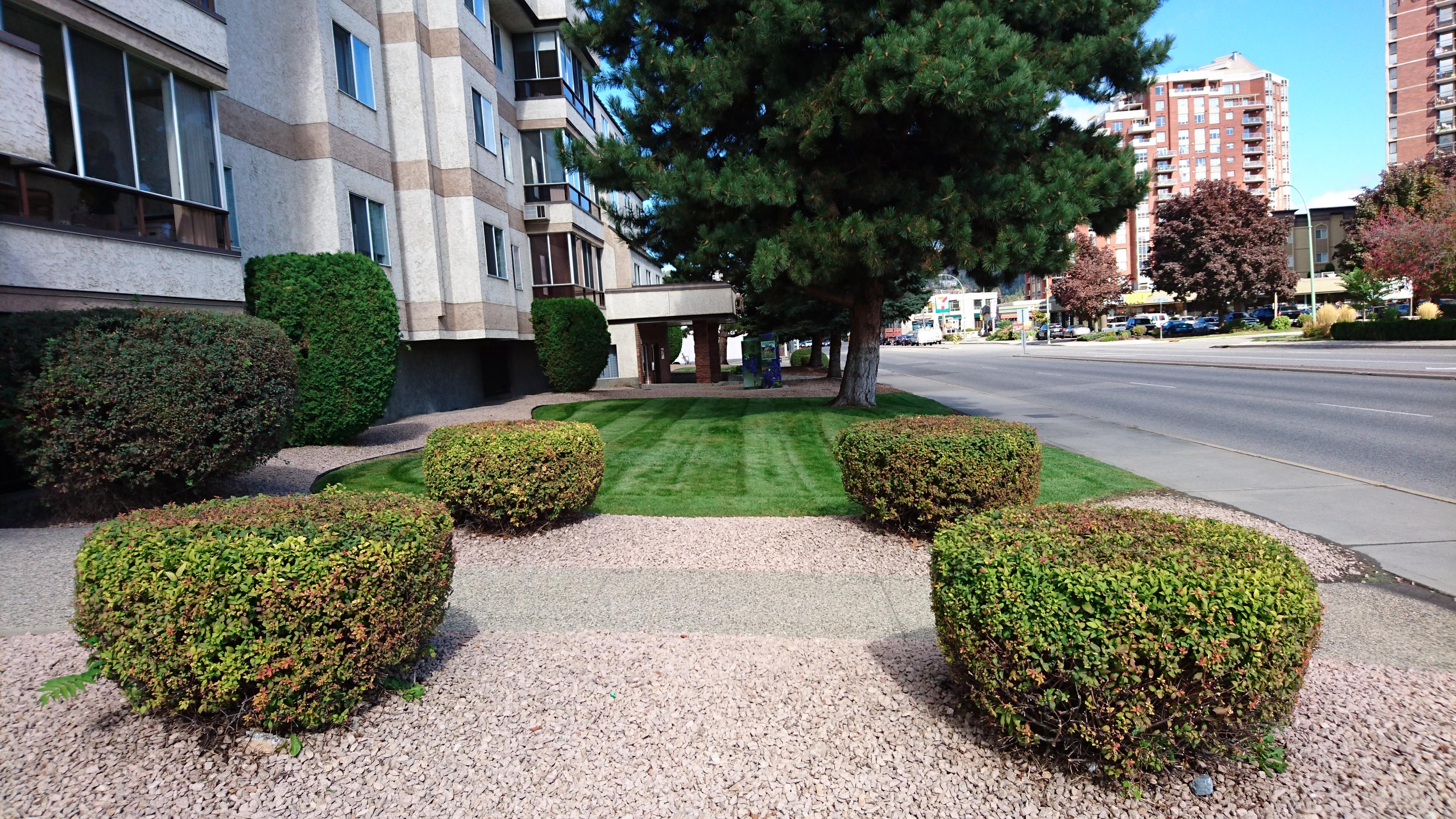shrub