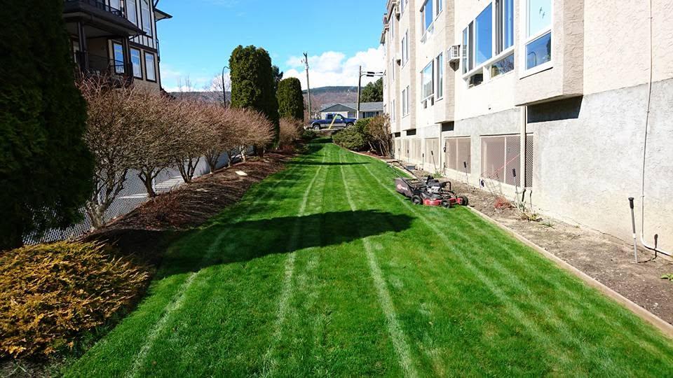 grass