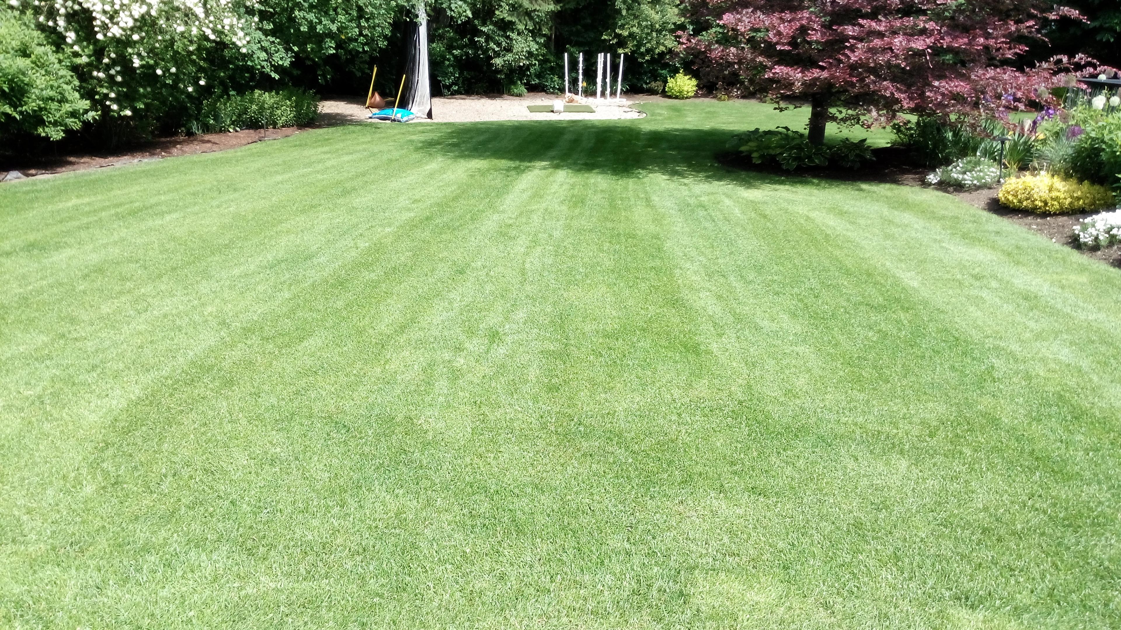grass