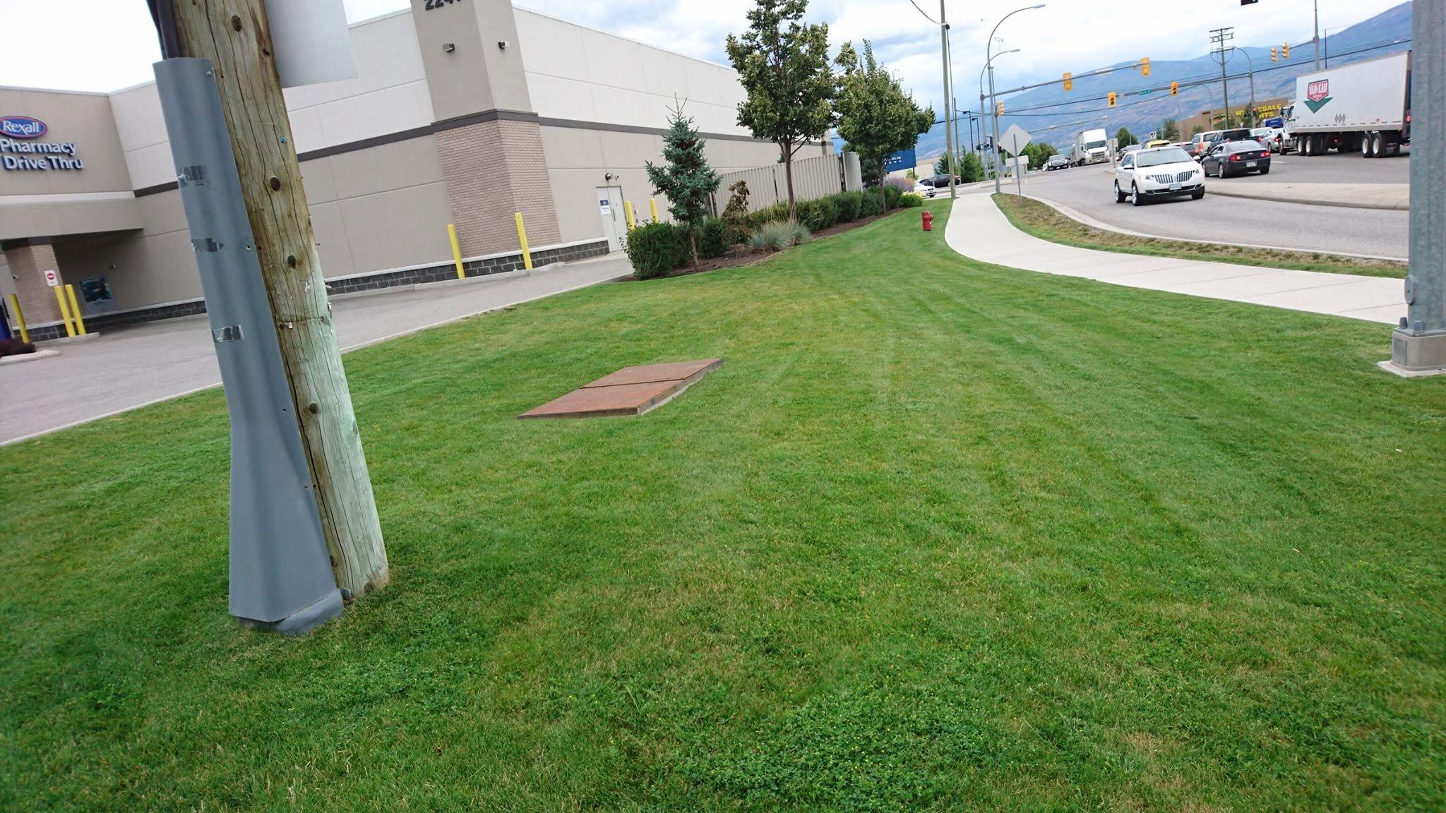 grass