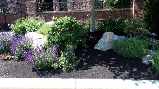 shrub