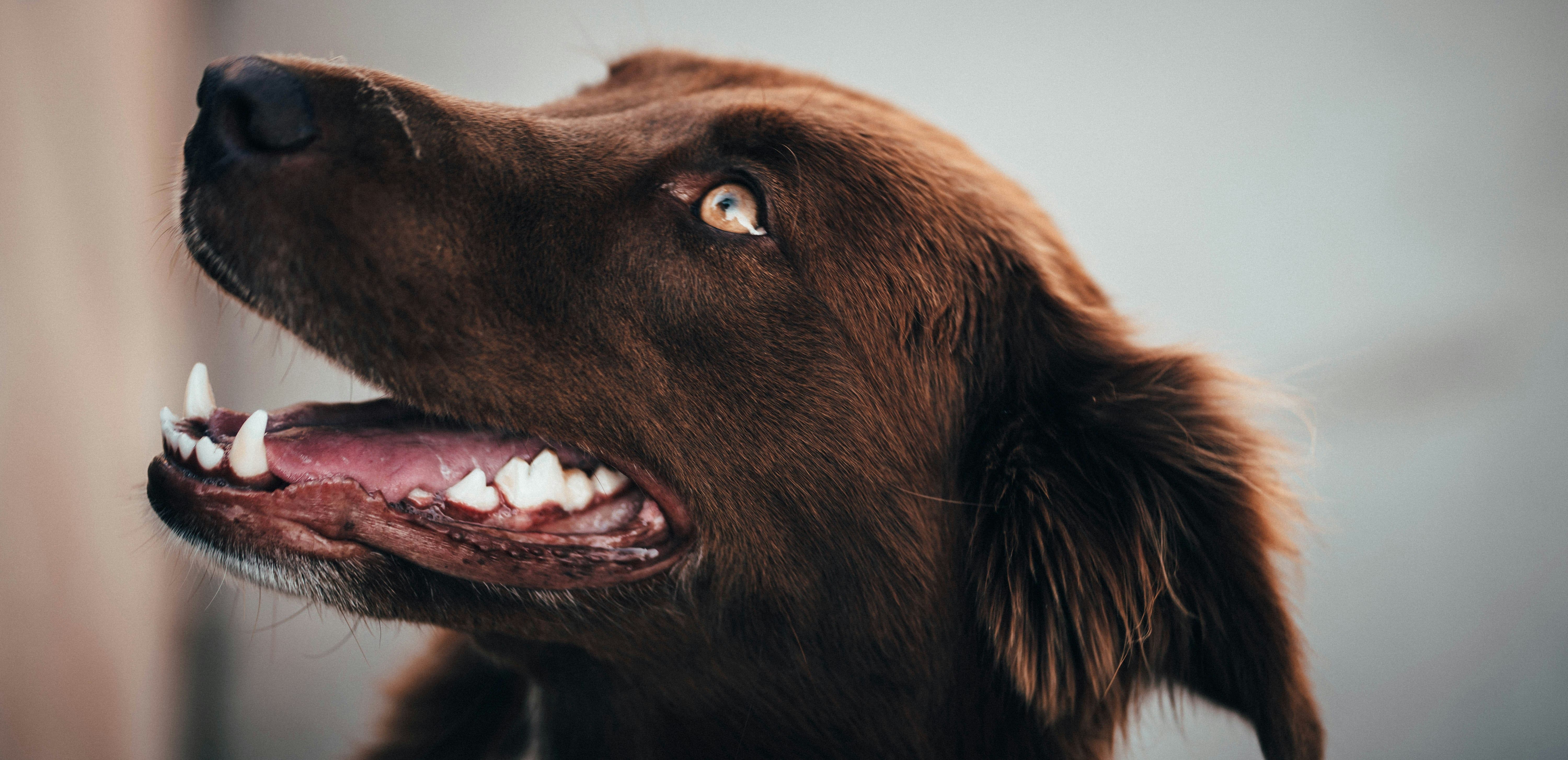 73% of Dogs Have Dental Problems. Pet Dental Market Hits $10.91 Billion in 2026