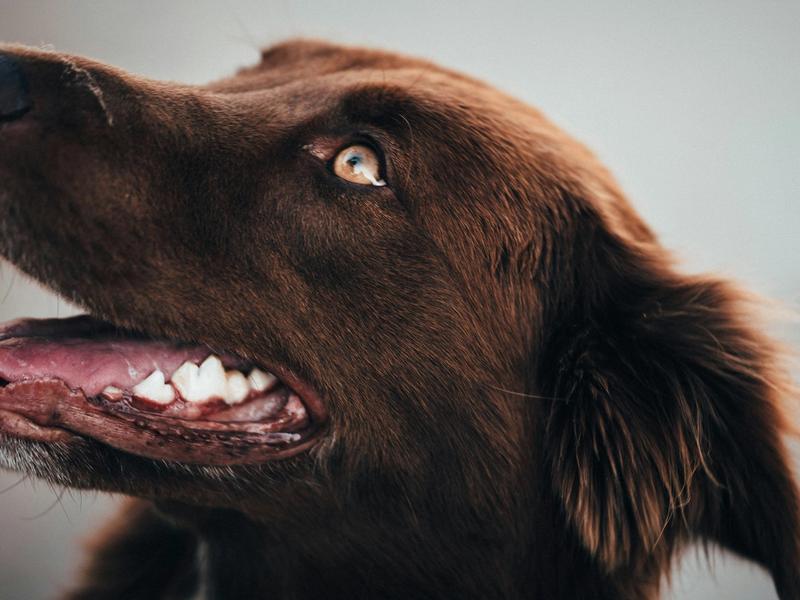 73% of Dogs Have Dental Problems. Pet Dental Market Hits $10.91 Billion in 2026