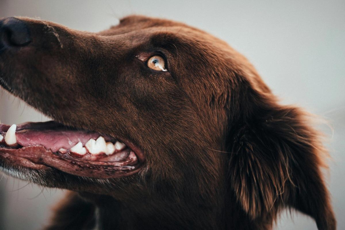 73% of Dogs Have Dental Problems. Pet Dental Market Hits $10.91 Billion in 2026