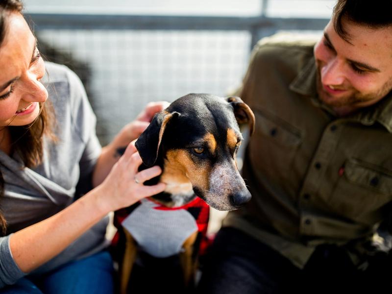 Short-Term Foster Increases Adoption Odds by 1,400%. Shelters Face Post-Pandemic Surge