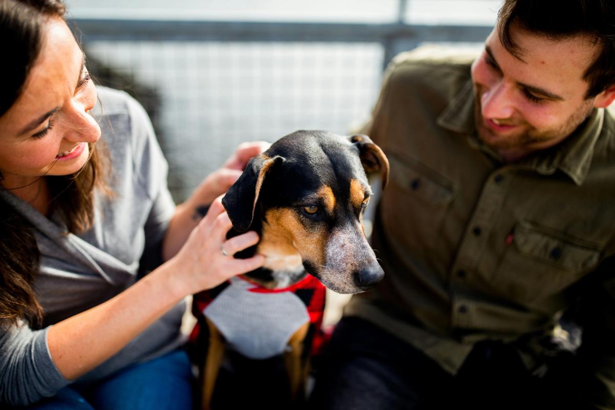 Short-Term Foster Increases Adoption Odds by 1,400%. Shelters Face Post-Pandemic Surge
