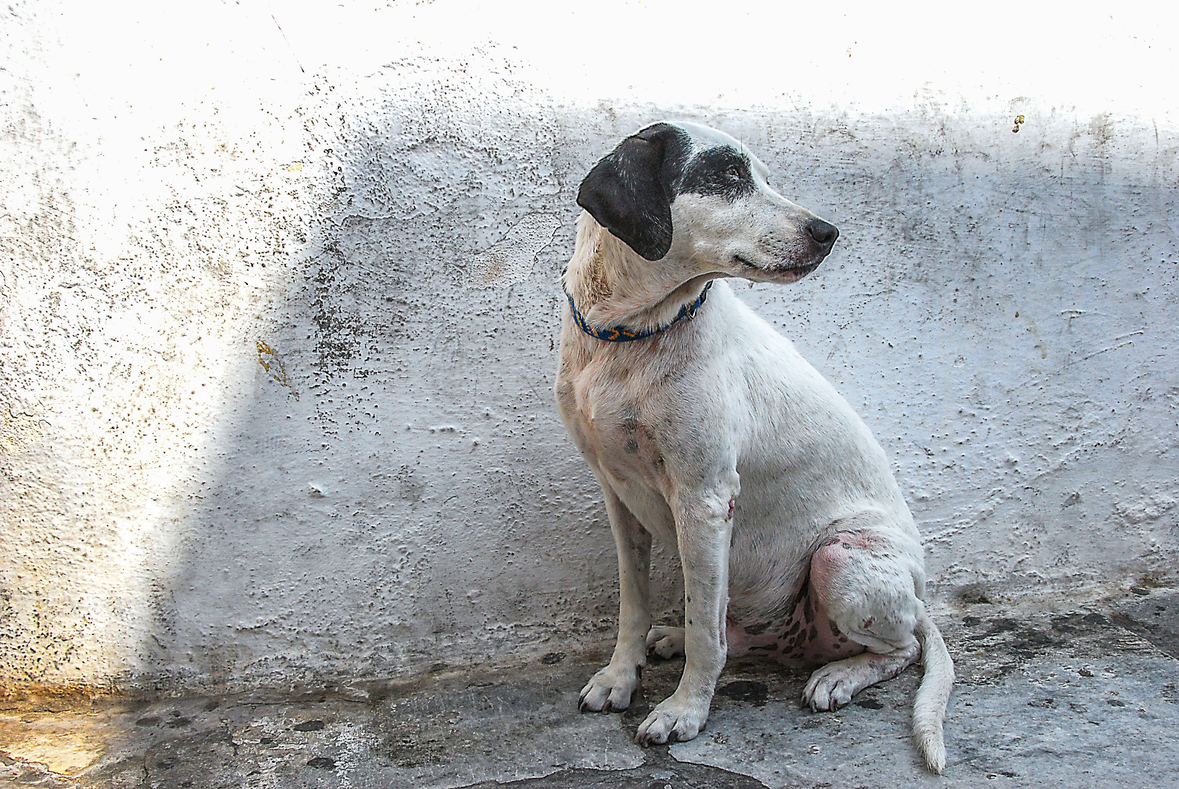1.1 Million Infected Dogs. Heartworm Is No Longer a Southern Problem.