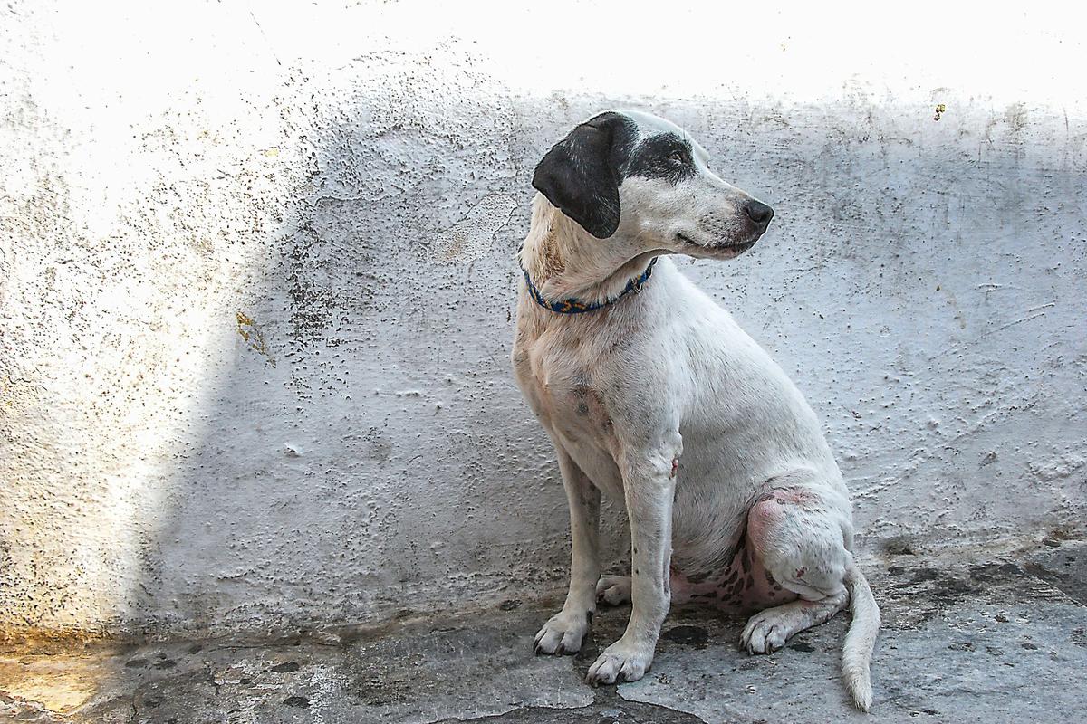 1.1 Million Infected Dogs. Heartworm Is No Longer a Southern Problem.