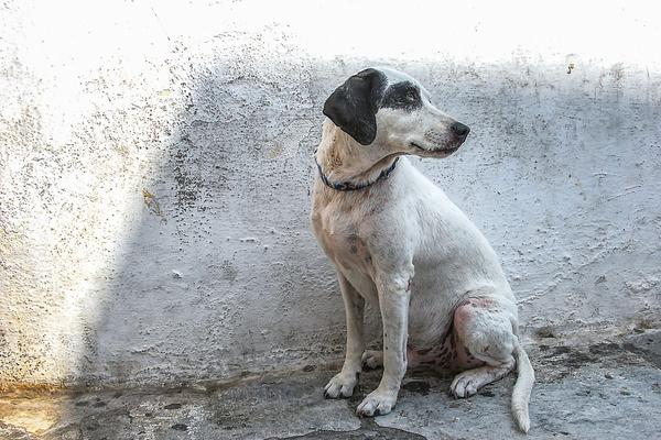1.1 Million Infected Dogs. Heartworm Is No Longer a Southern Problem.
