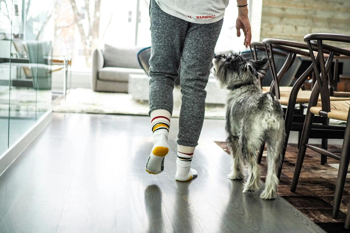 Owning a Dog Now Costs Up to $5,295 a Year. That's 130% More Than in 2020