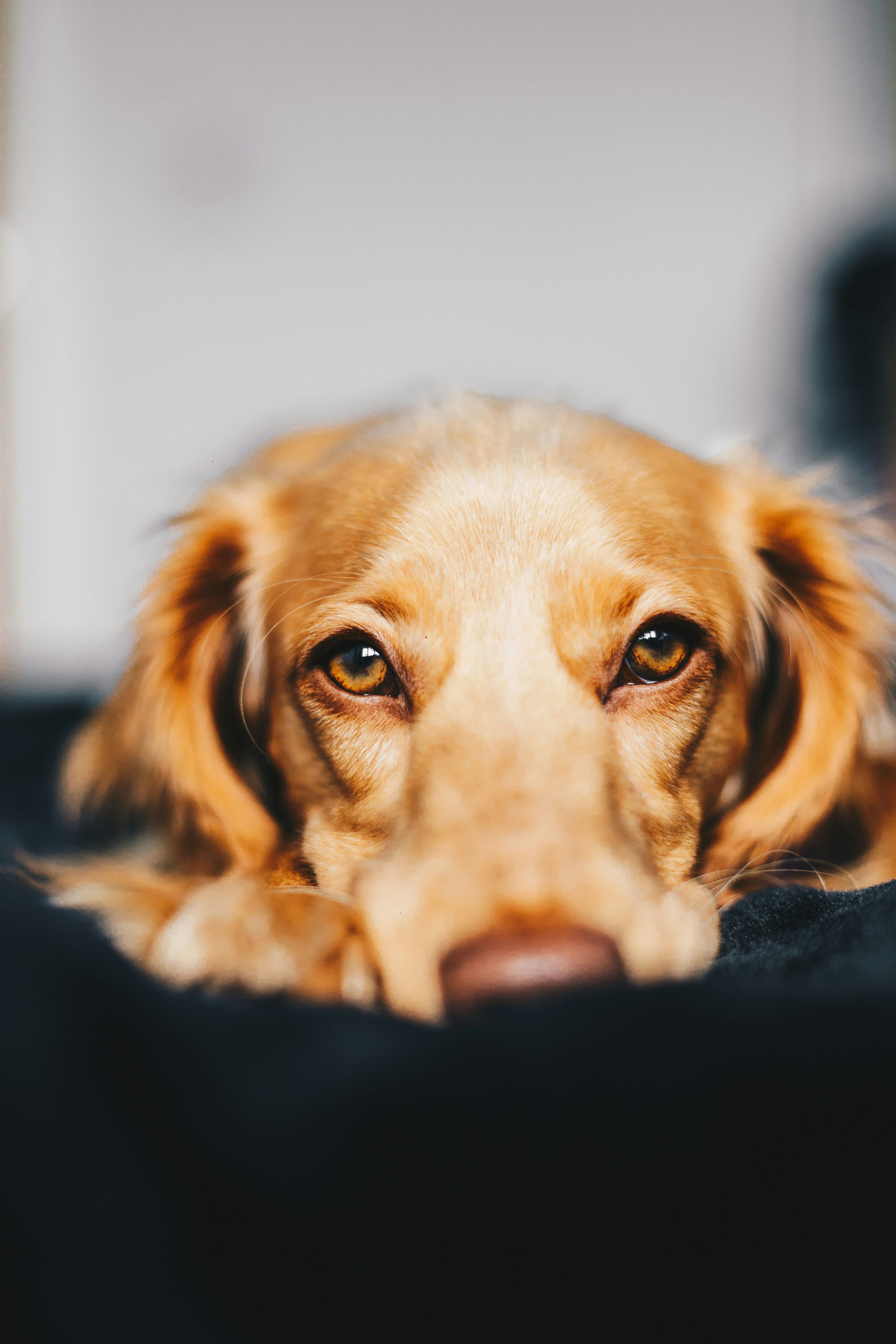 Euthanasia. Dog