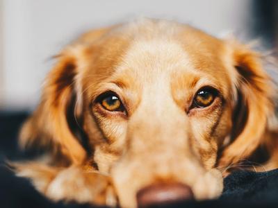 Euthanasia. Dog