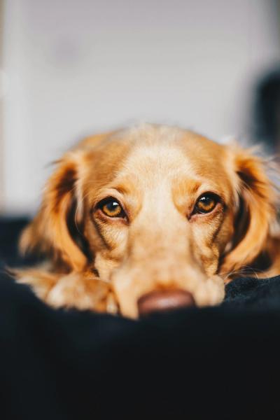 Euthanasia. Dog