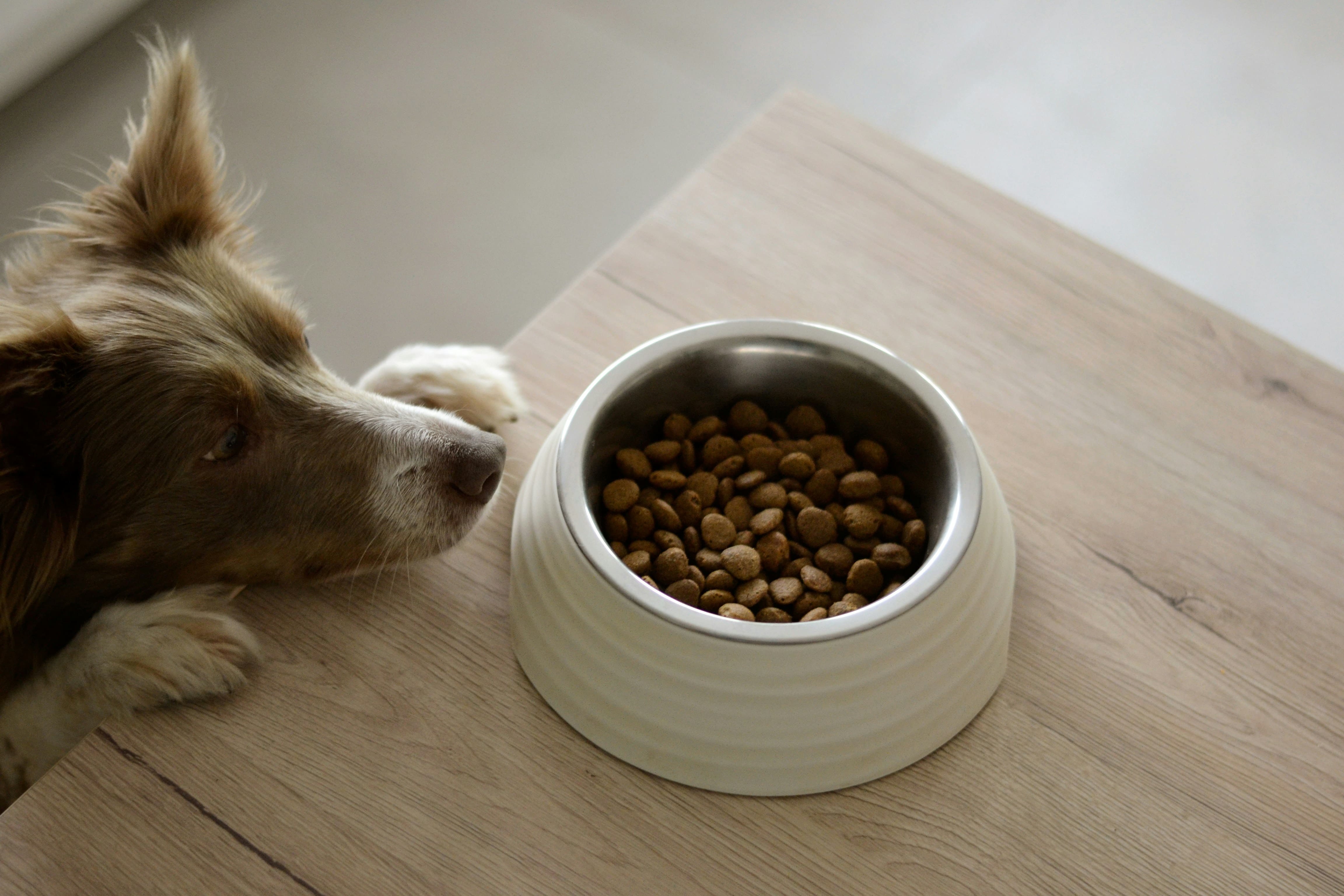 40% of Dog Owners Buy Grain-Free Food. New Study Warns of Heart Disease Risk