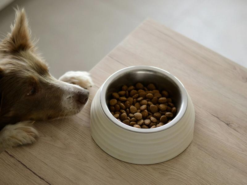 40% of Dog Owners Buy Grain-Free Food. New Study Warns of Heart Disease Risk