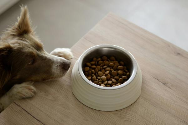 40% of Dog Owners Buy Grain-Free Food. New Study Warns of Heart Disease Risk