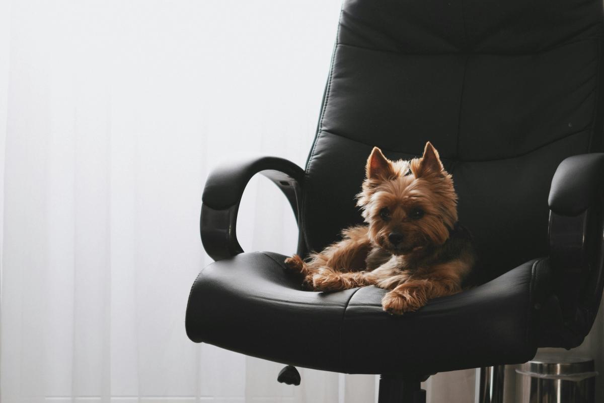 dog on the chair