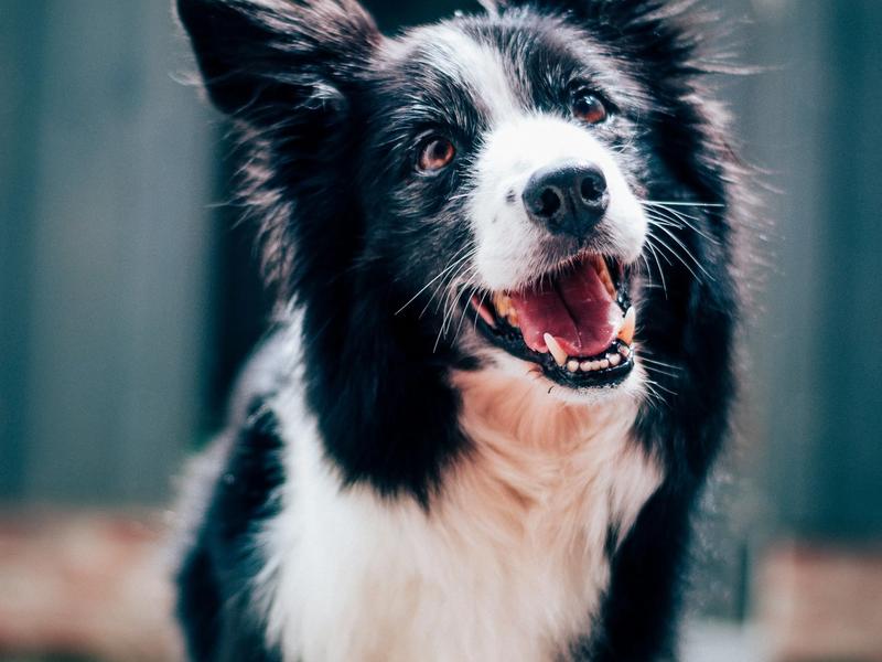 Mutt or Purebred: 27,000 Dogs Just Settled One of the Oldest Debates in Dog Ownership