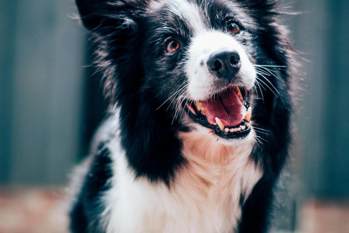 Mutt or Purebred: 27,000 Dogs Just Settled One of the Oldest Debates in Dog Ownership