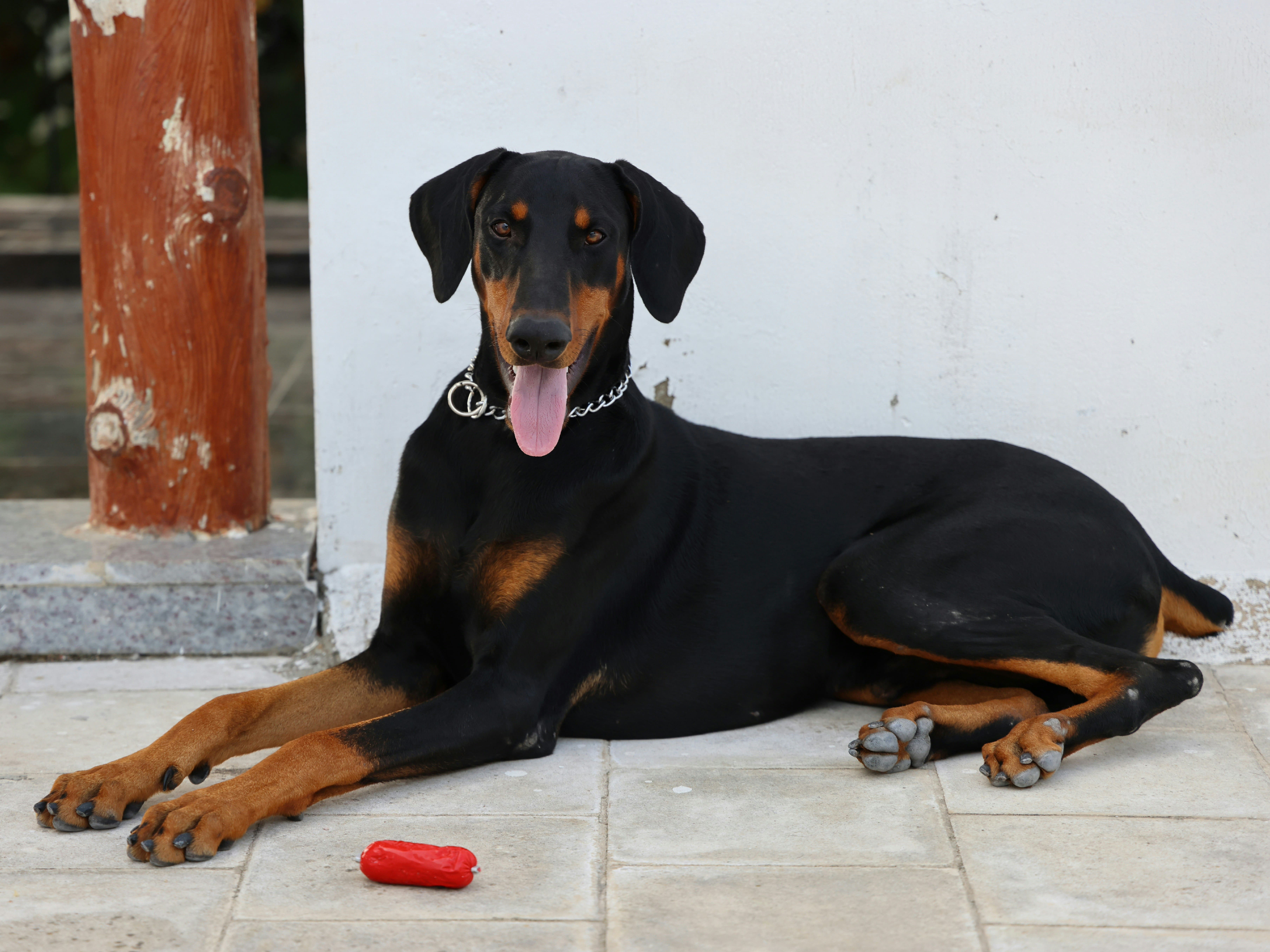 $749 a Year — and Rising. The Real Math Behind Pet Insurance in 2026.
