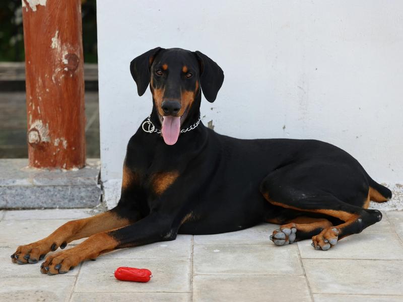 $749 a Year — and Rising. The Real Math Behind Pet Insurance in 2026.