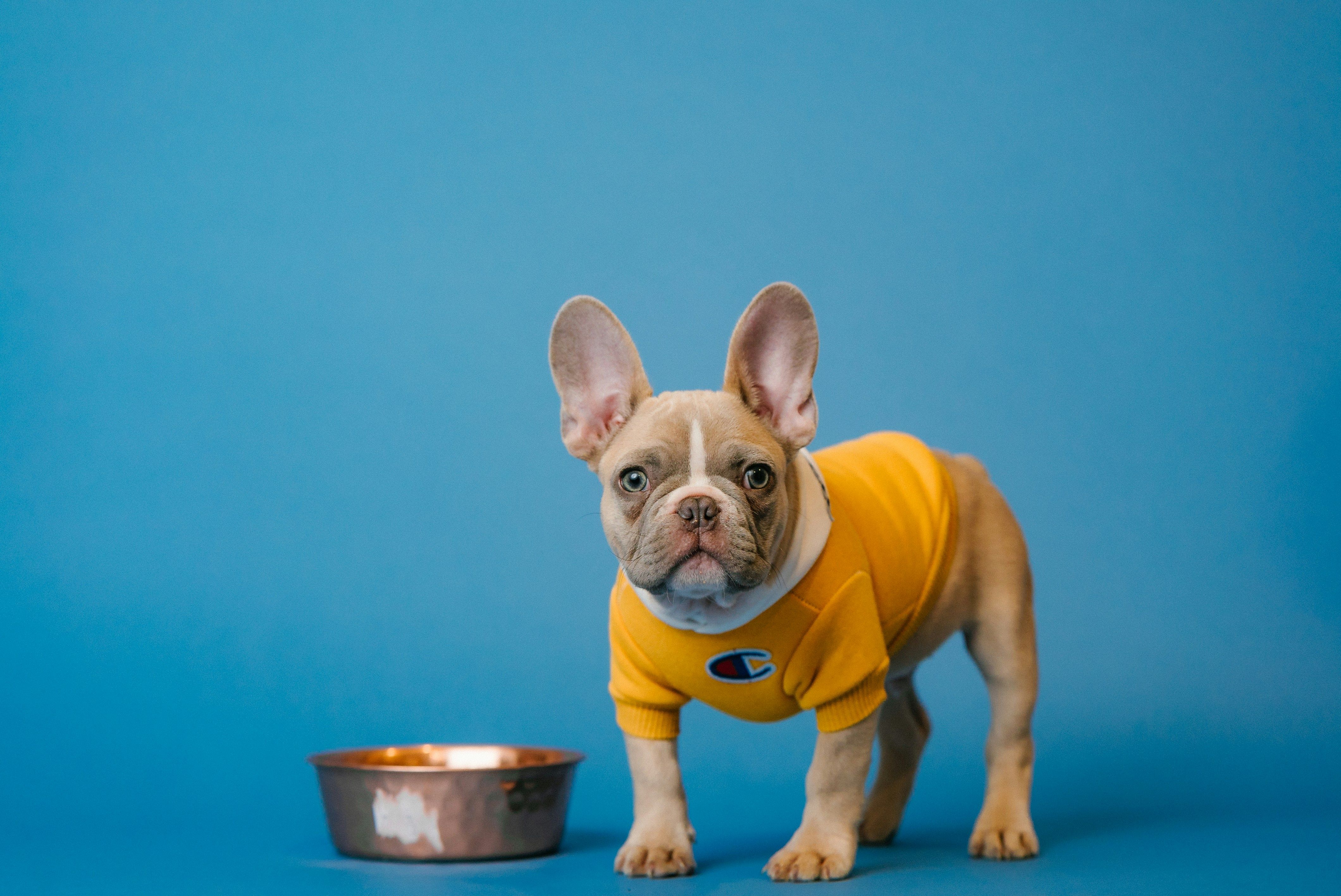FDA Found Salmonella in This Dog Food. The Company Refused to Recall It
