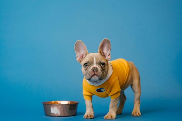 FDA Found Salmonella in This Dog Food. The Company Refused to Recall It