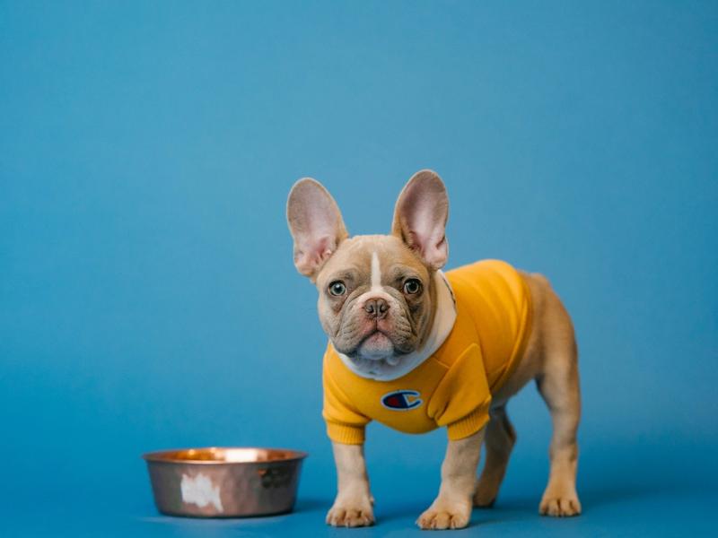 FDA Found Salmonella in This Dog Food. The Company Refused to Recall It