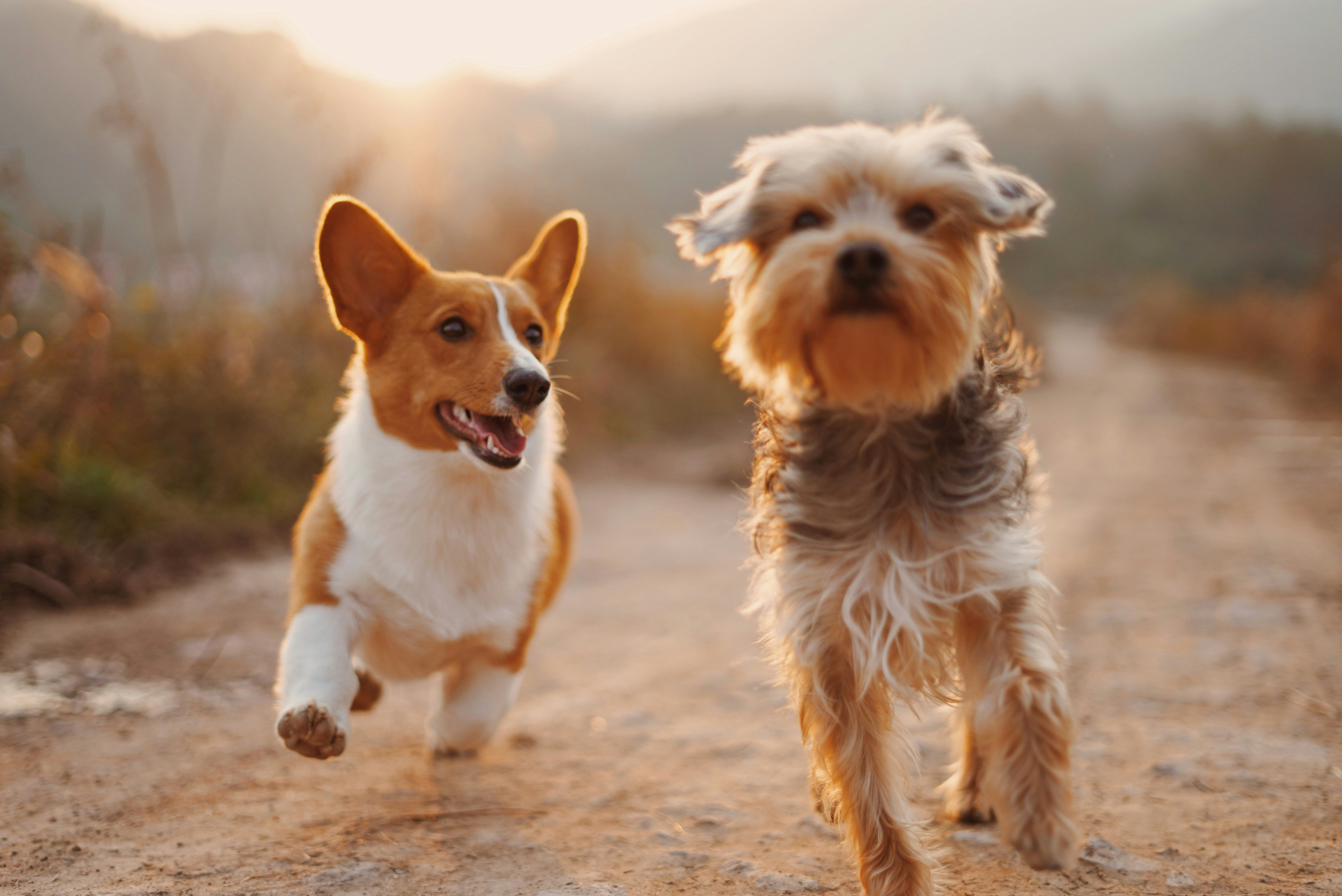 South Carolina Just Became the Latest State to Regulate Puppy Mills. Here's What Changed