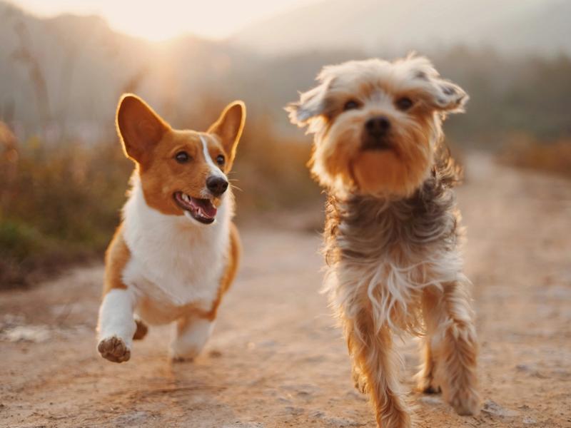South Carolina Just Became the Latest State to Regulate Puppy Mills. Here's What Changed