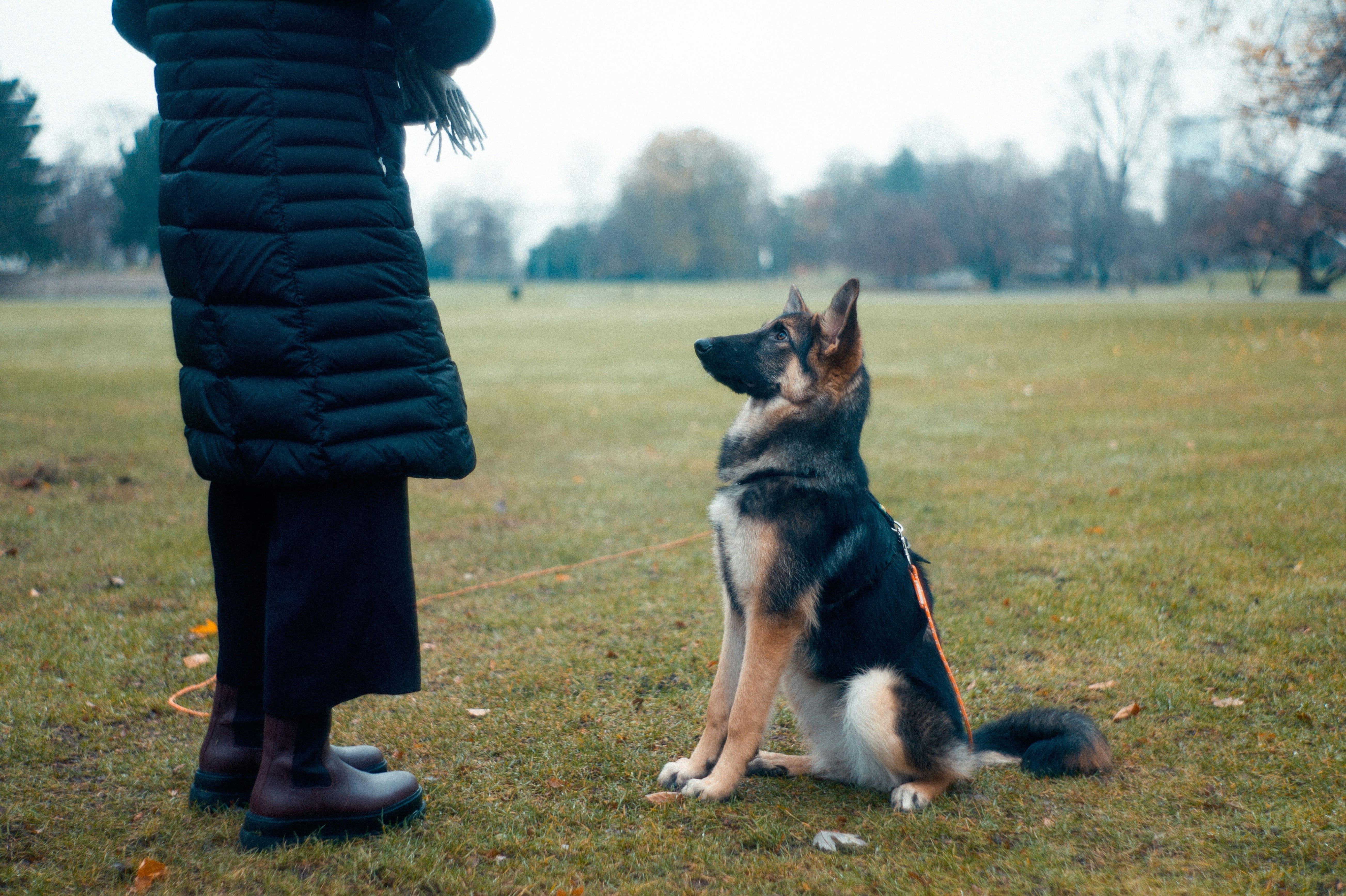 Dog Training Apps Hit $1.47 Billion. 40% of Owners Use Digital Platforms