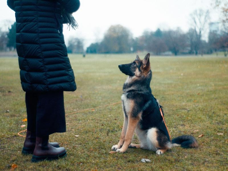 Dog Training Apps Hit $1.47 Billion. 40% of Owners Use Digital Platforms