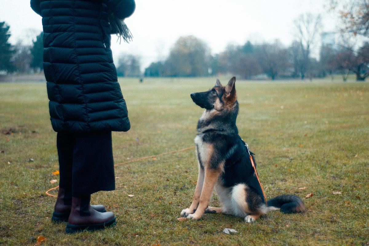 Dog Training Apps Hit $1.47 Billion. 40% of Owners Use Digital Platforms