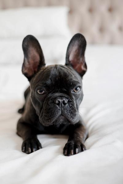 french bulldog