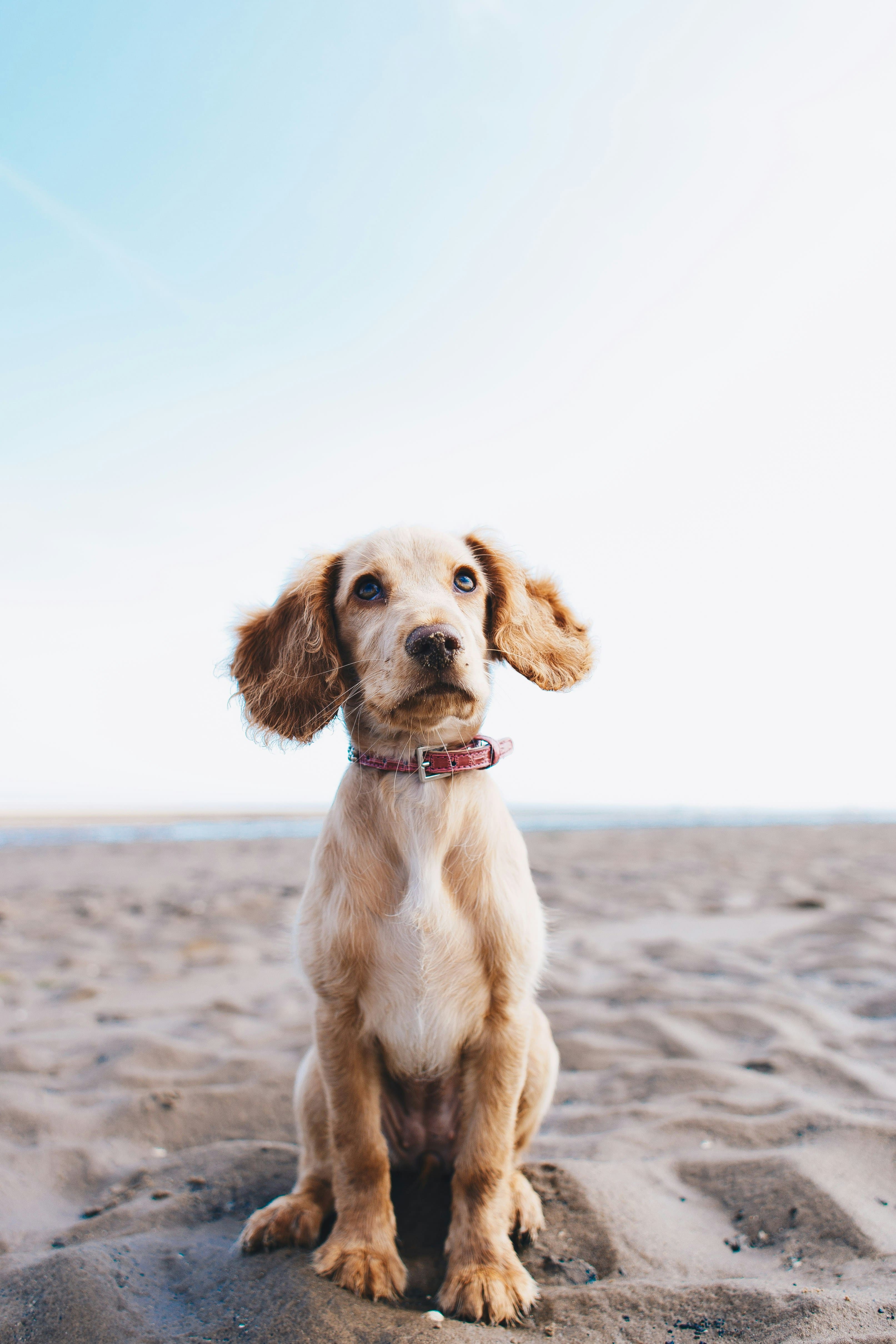 Your Dog Destroyed the Couch Again. One More Walk Was Never Going to Fix It