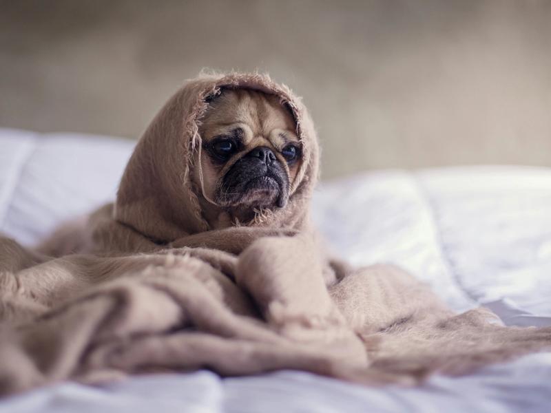 $7 Million, 580 Dogs, One Drug. The Longevity Experiment Rewriting What "Old" Means for Your Pet.