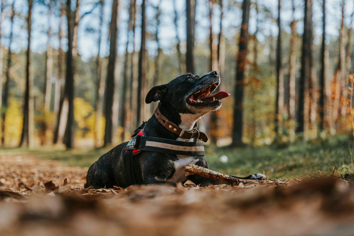 Dog Parks Across Three States Closed After Dogs Died. Vets Say It's Happening More Often