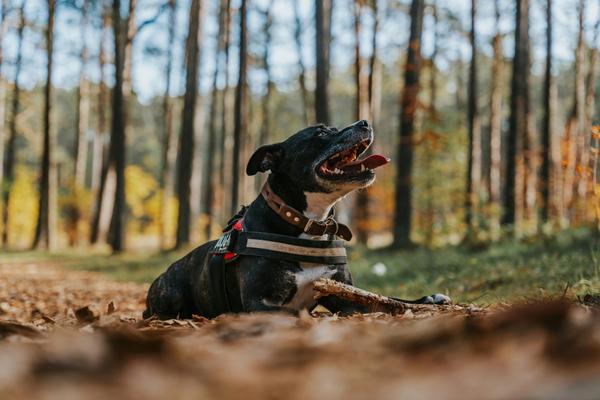 Dog Parks Across Three States Closed After Dogs Died. Vets Say It's Happening More Often