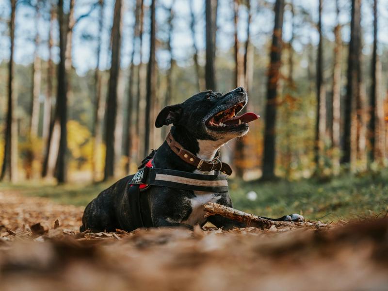 Dog Parks Across Three States Closed After Dogs Died. Vets Say It's Happening More Often