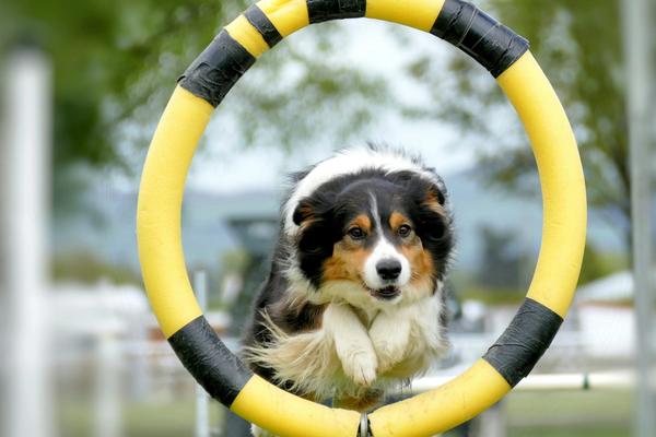 Training Reduces Dog Bites by 85%. But 77% Still Happen at Home with Your Own Dog