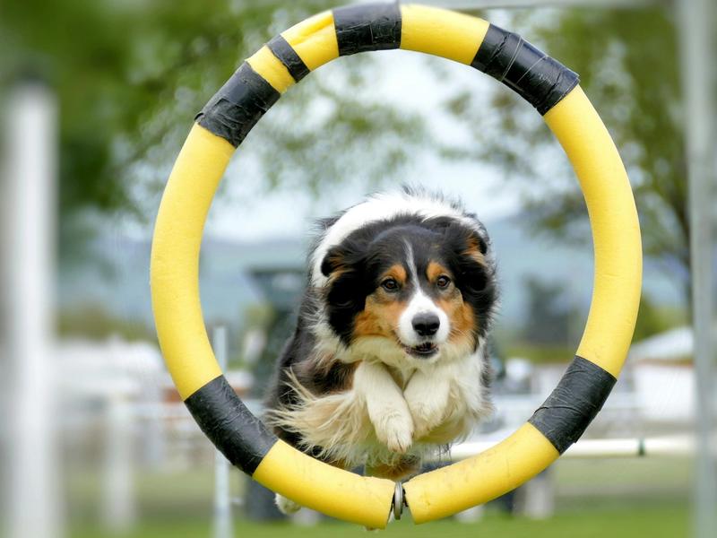 Training Reduces Dog Bites by 85%. But 77% Still Happen at Home with Your Own Dog