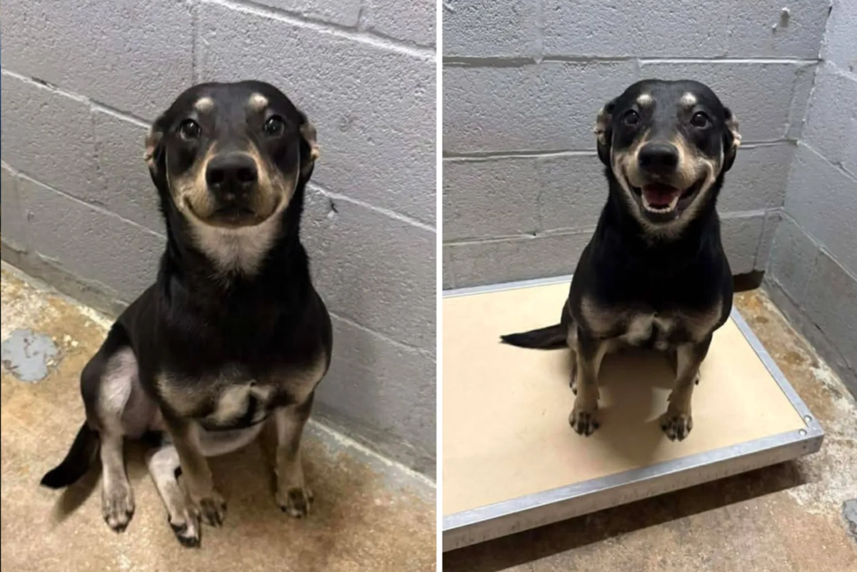 shelter dog smile adoption
