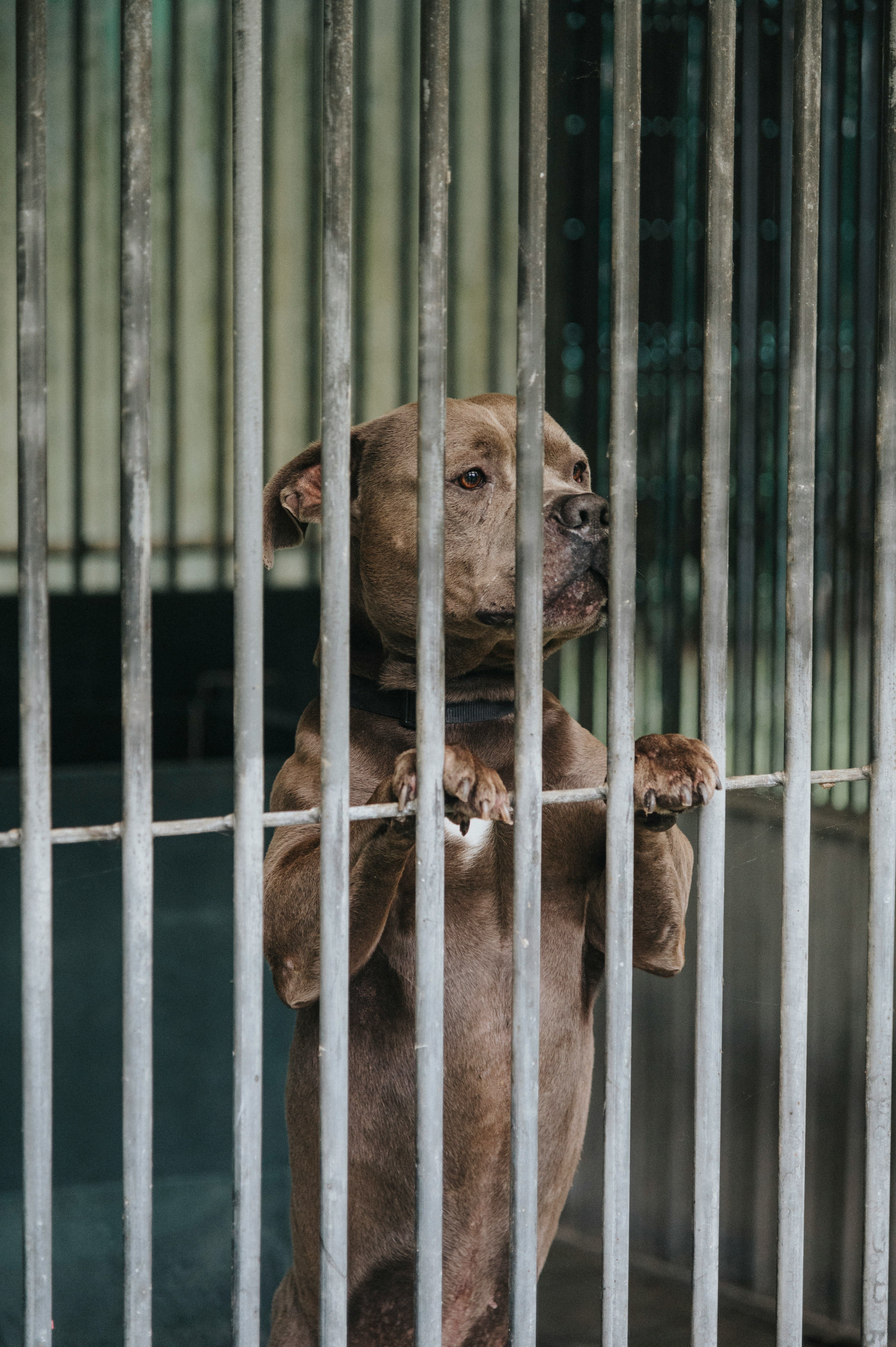 dogs and cats entered shelters