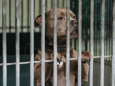 dogs and cats entered shelters