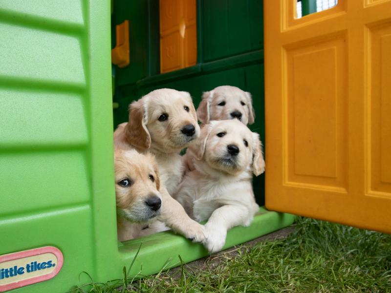 Sniffspot Is Airbnb for Dog Parks. Professional Dog Walkers Pay $30/Hour for Your Backyard