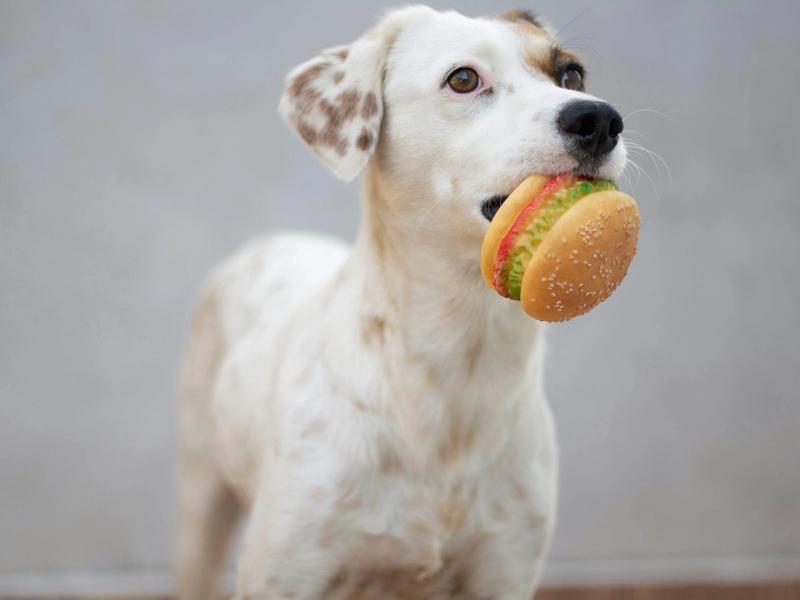 The 'Cheese Tax' Has 924 Million TikTok Posts. Vets Say It's Making Dogs Obese