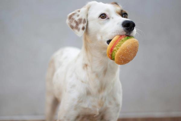 The 'Cheese Tax' Has 924 Million TikTok Posts. Vets Say It's Making Dogs Obese